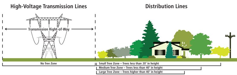 Trans Line Tree Plant Guide Graphic