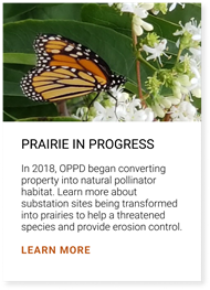 In 2018, OPPD began converting property into natural pollinator habitat. Learn more about substation sites being transformed into prairies to help a threatened species and provide erosion control. Click here to learn more.