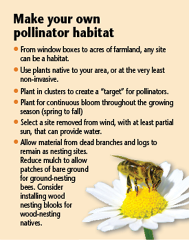 Make your own pollinator habitat. 1. From window boxes to acres of farmland, any site can be a habitat. 2. Use plants native to your area, or at the very least non-invasive. 3. Plant in clusters to create a "target" for pollinators. 4. Plant for continuous bloom throughout the growing season (spring and fall). 5. Select a site removed from wind, with at least partial sun, that can provide water. 6. Allow material from dead branches and logs to remain as nesting sites. Reduce mulch to allow patches of bare ground for ground-nesting bees. Consider installing wood nesting blocks for wood-nesting natives.